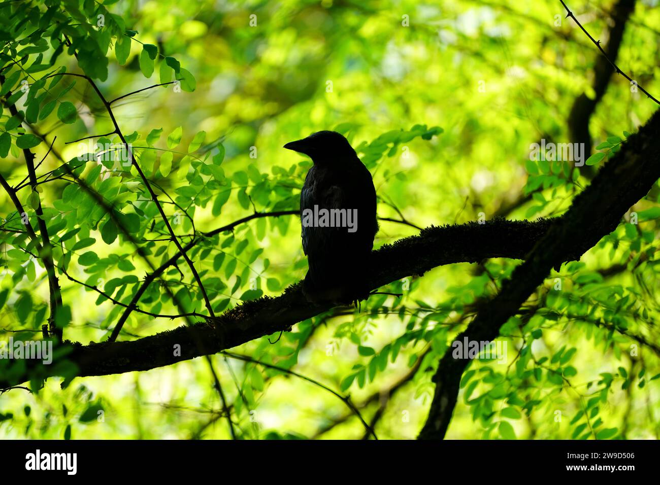 Silhouette of a carrion crow on a branch. Bird in natural environment. Corvus corone. Stock Photo