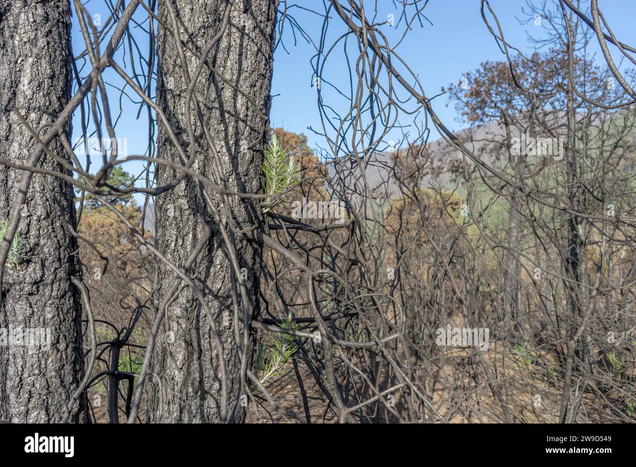 Charred trees with new growth on the Canary Island of Tenerife after ...