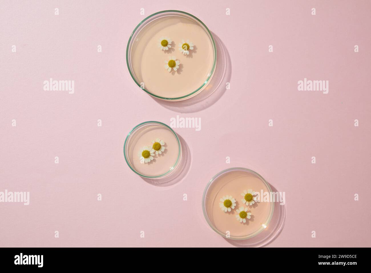 Three petri dishes containing chamomilla flowers and chamomilla extract decorated on a pink background. Advertising photo with minimal concept and bla Stock Photo