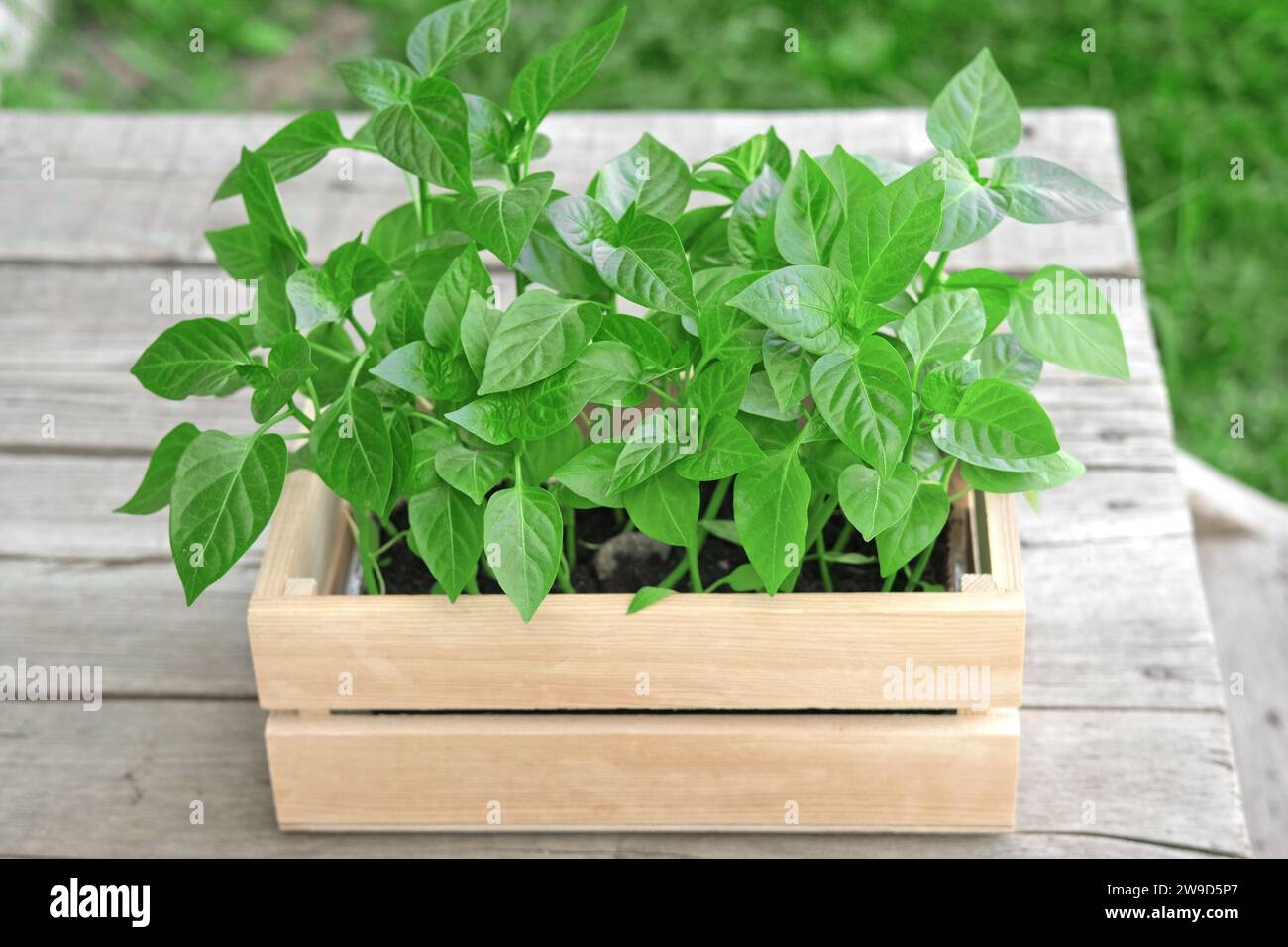 Seedling box against a rustic wooden wall. Wood crate with young pepper plants. Farming gardening concept. Plant nursery. Horticulture, cultivation, a Stock Photo