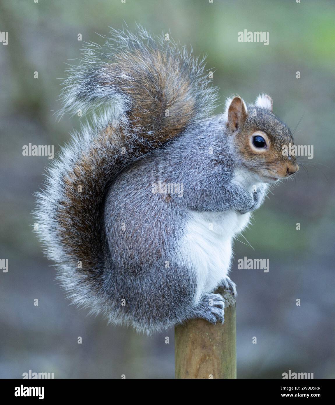 As cute as Grey Squirrels may be they are a classic example of when