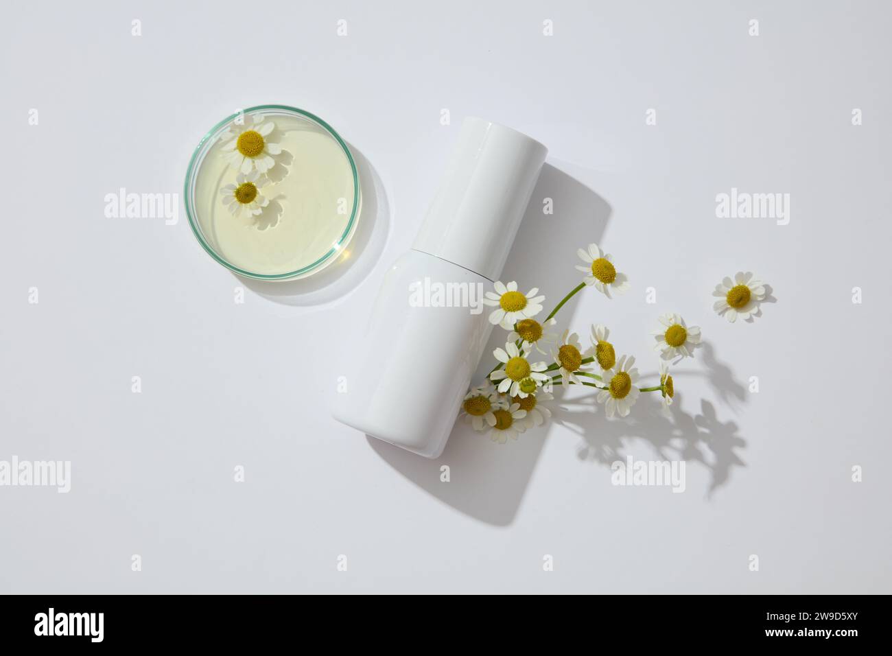A white cosmetic bottle without label decorated with fresh flowers and petri dish containing essence of chamomilla on a white background. Minimal scen Stock Photo
