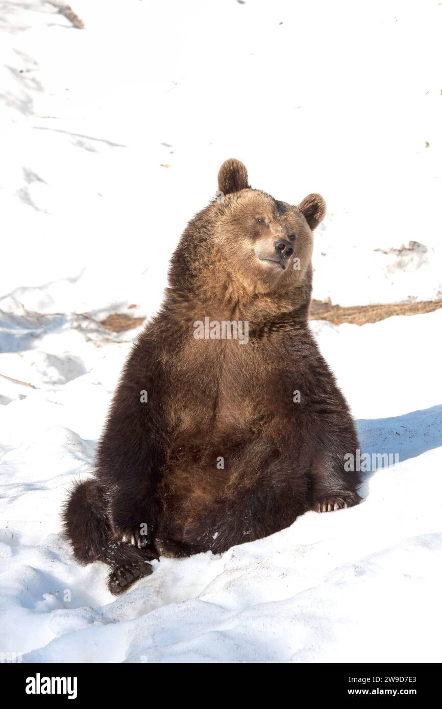 Brown Bear soaking in the winter sun GERMANY HILARIOUS images of Eurasian brown bears rolling in the snow and playfighting with each other were captur Stock Photo