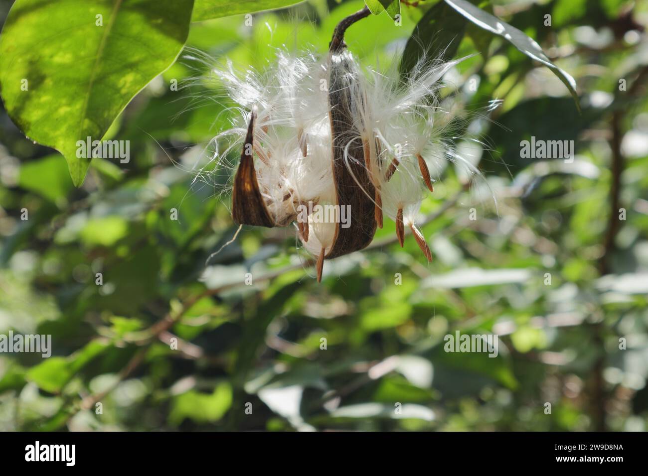 Side view of a coral swirl (Wrightia antidysenterica) seed capsule that has dried out and is open. These are seeds with silky furry feathers that are Stock Photo