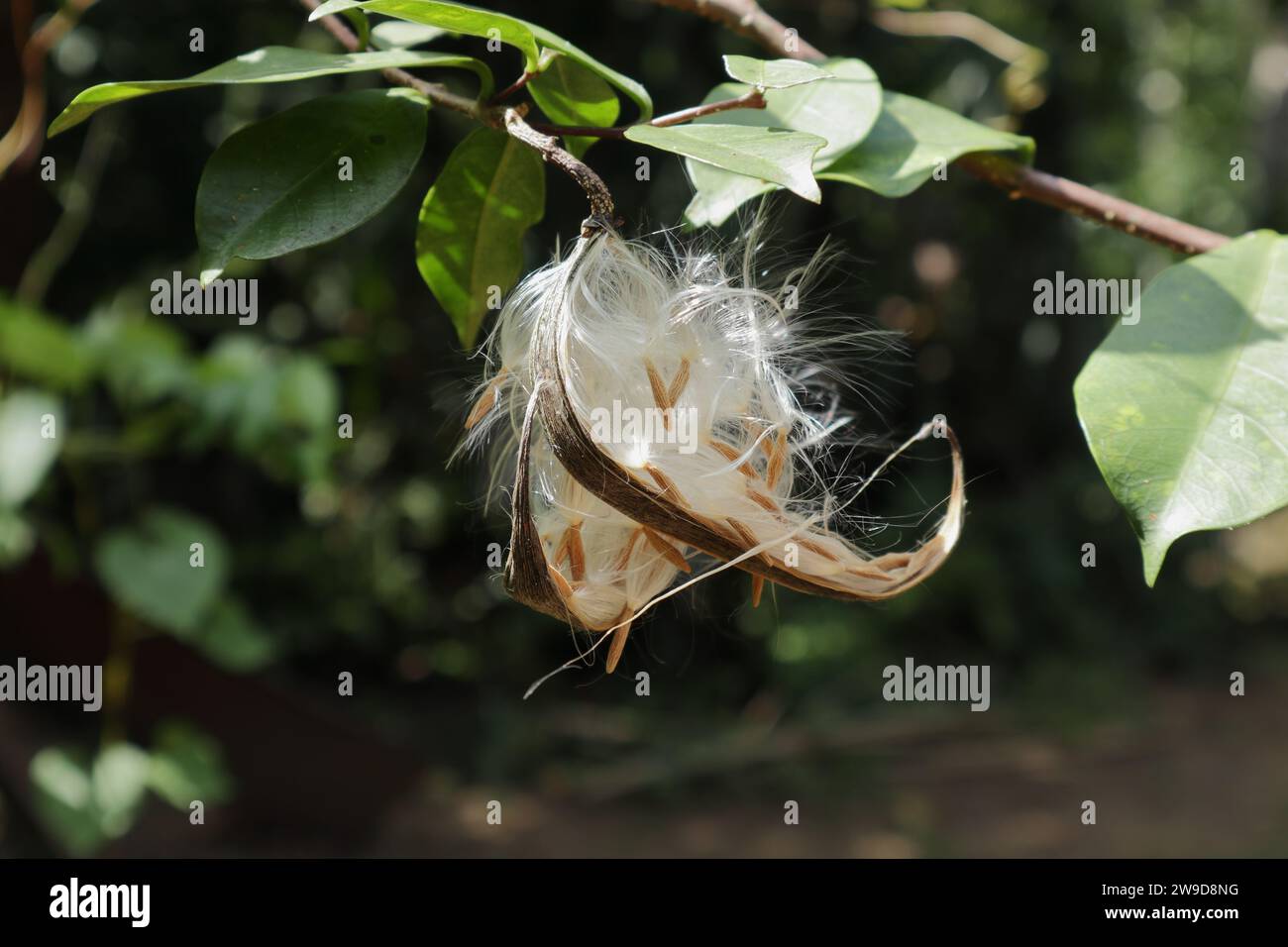 An opened coral swirl seed capsule (Wrightia antidysenterica) hanging on a twig with the lightweight, furry seeds that are ready to disperse by the wi Stock Photo