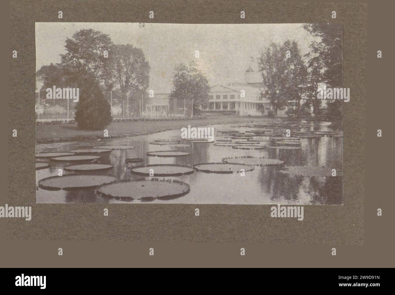 Pond in the country's botanical garden in Buitenzorg, c. 1920 - c. 1930 photograph Part of photo album of the Kleiterp-Vermeulen family with recordings of the Dutch East Indies. Lands Bot Garden paper. photographic support  Botanic Garden, 'Hortus Botanicus'. Pound, Pool 's Lands Plantentuin. Dutch East Indies, The Stock Photo