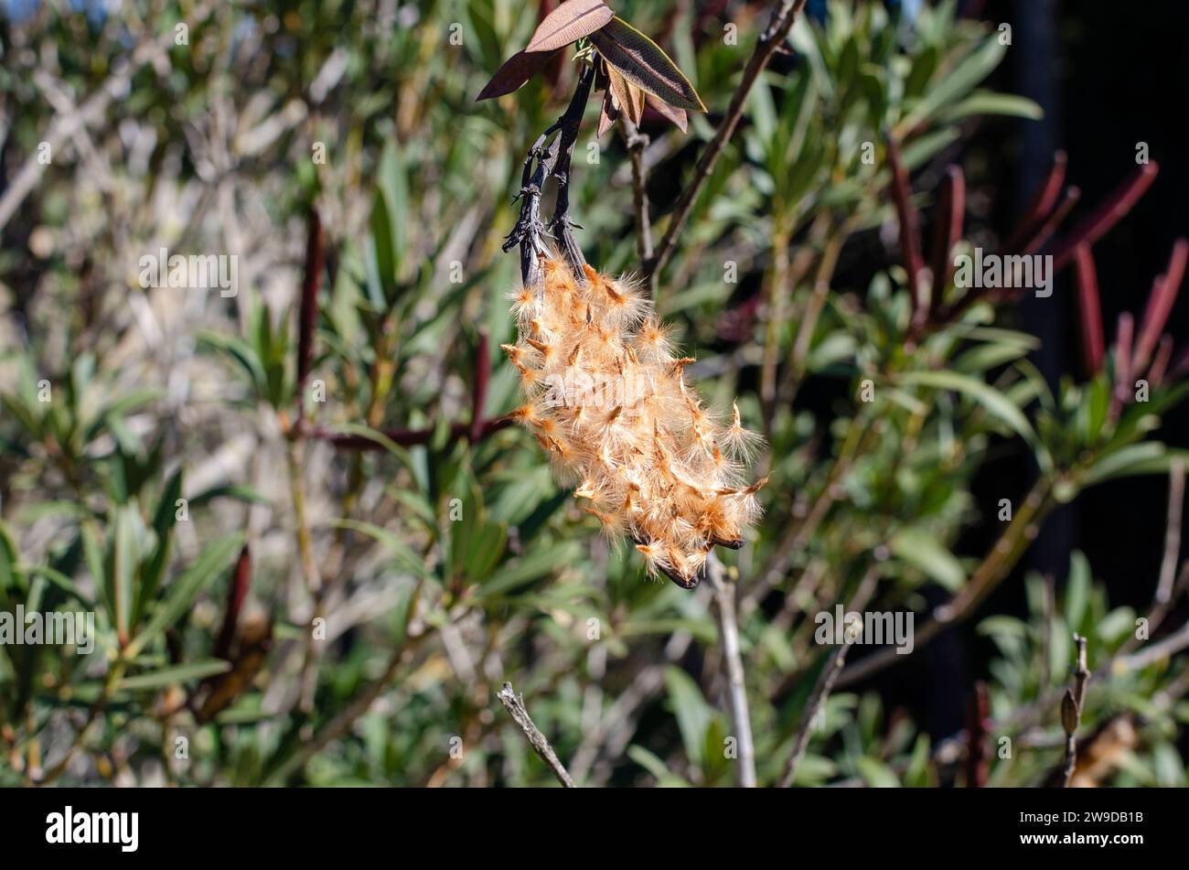 Selective focus of Nerium oleander seeds in a pod. Seville, Spain Stock Photo
