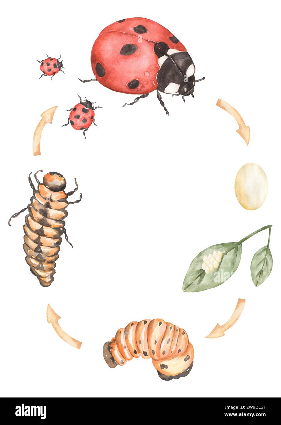 Ladybug Life Cycle Clipart, Watercolor insect Life Cycle Poster, beetle elements, life stages homeschool card, Learning game, Kids School Educational Stock Photo