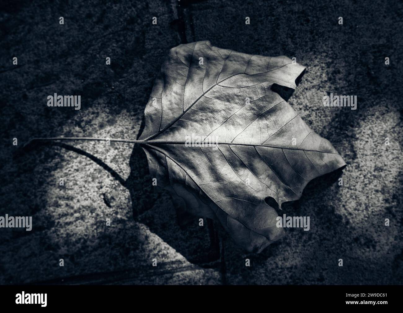 Illuminated dead leaf in Beniarres Stock Photo
