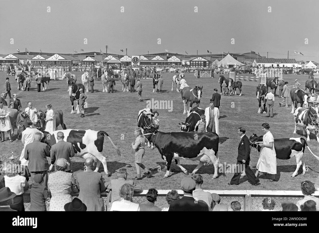 Working horses lined up and cattle parading and being judged in the showground’s main arena at The Royal Lancashire Show c.1960. The Royal Lancashire Show (RLS) is an agricultural show which takes place every year in Lancashire, England, UK. The show is organised by the Royal Lancashire Agricultural Society (RLAS) and is one of Britain's oldest, first taking place in 1767. From 1954 the show was held at Stanley Park, Blackpool up until 1972 – a vintage 1950s/60s photograph. Stock Photo