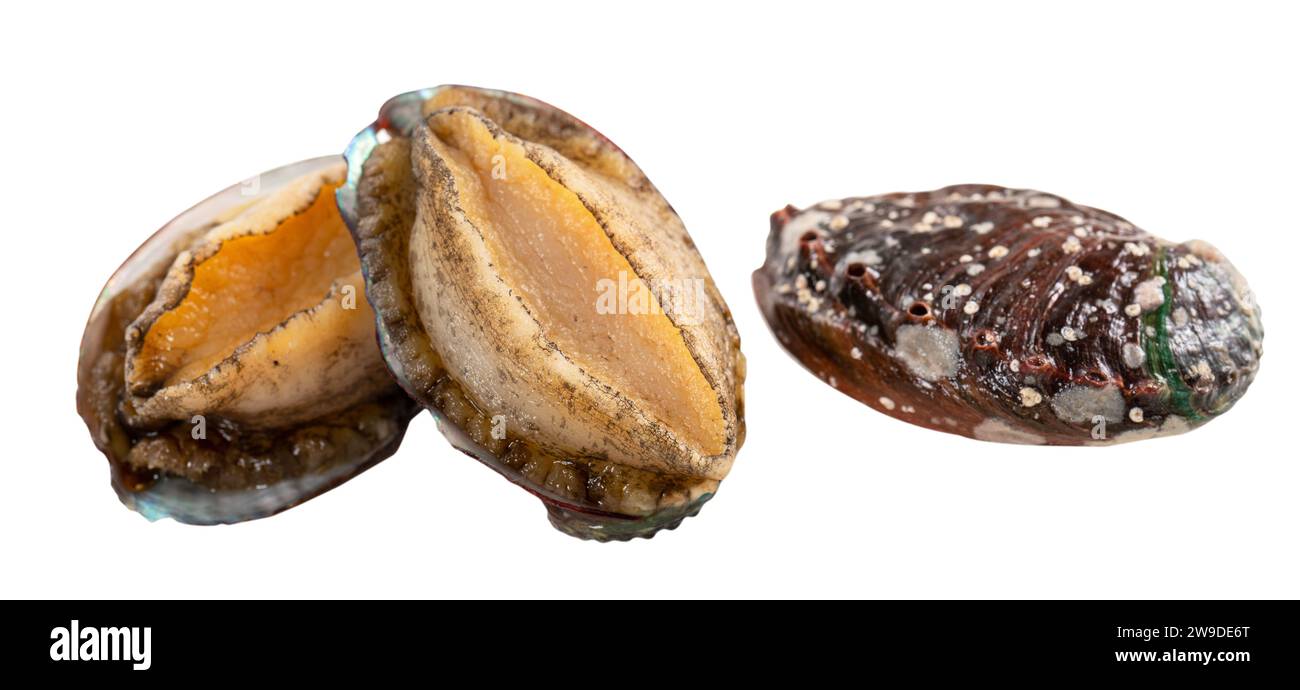Close up of beautiful raw abalone seafood isolated on white background, clipping path cut out. Stock Photo