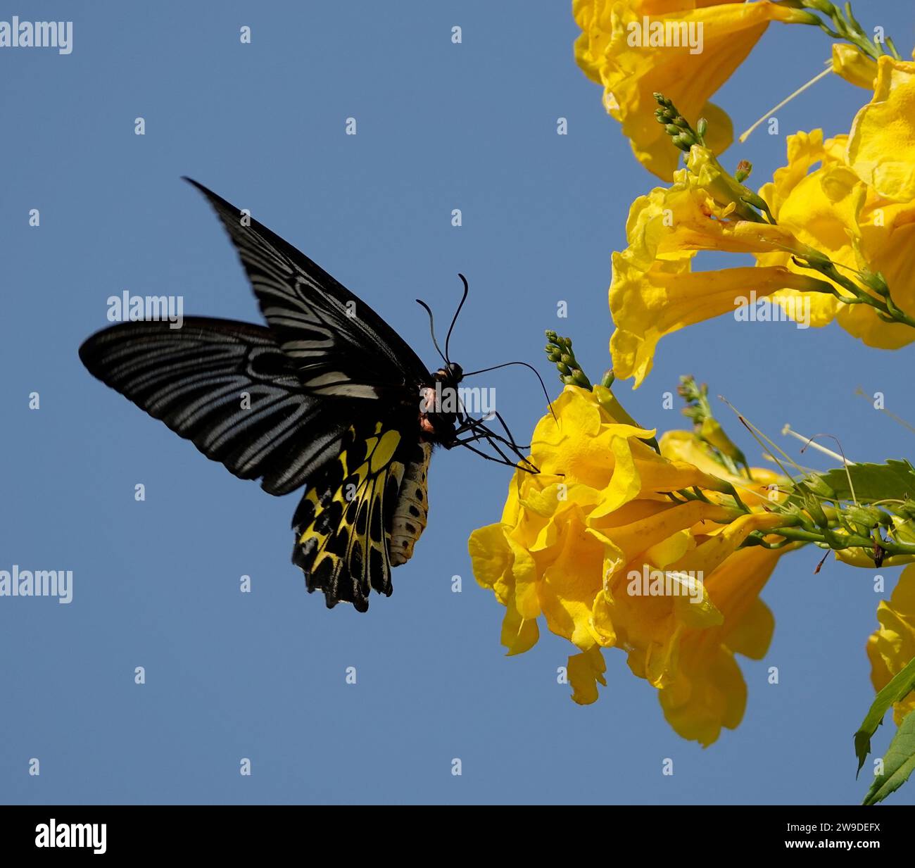 A vibrant black and yellow butterfly soars gracefully over a lush ...