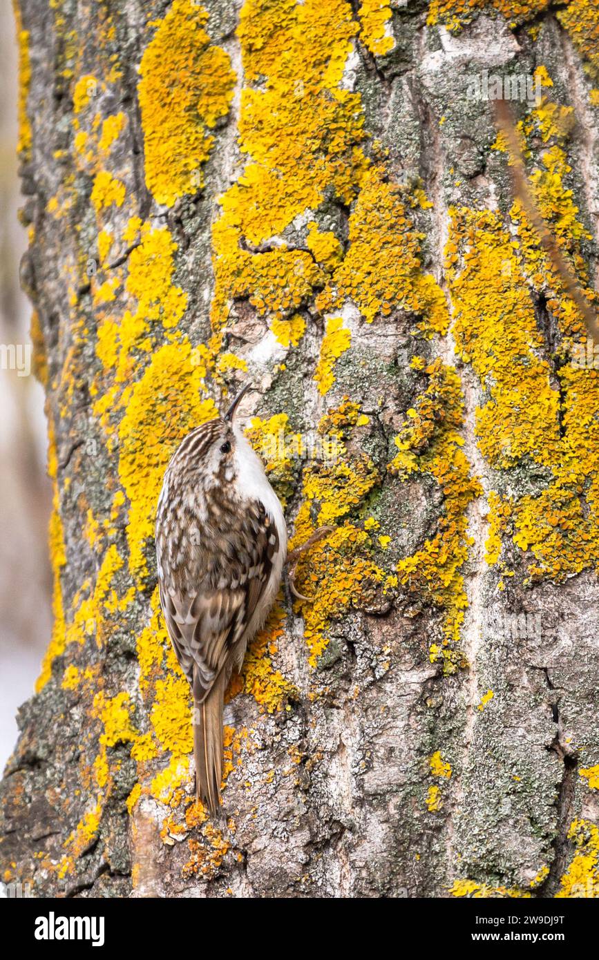 Common Treecreeper Bird perched on tree trunk covered in vibrant yellow lichen. Stock Photo
