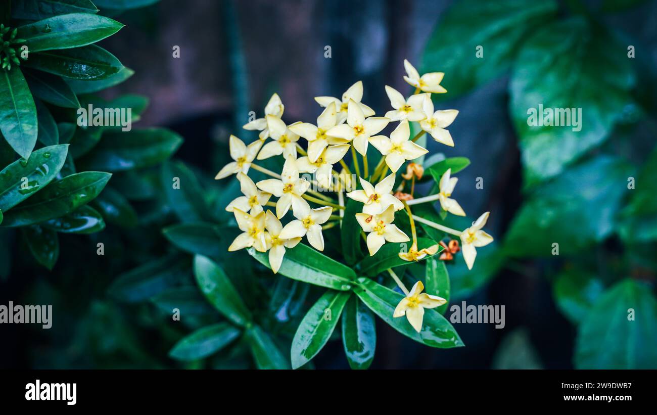 Blooming of yellow tropical flower, Ixora coccinea. Yellow Ixora flower Blossoms bush green tree on nature background. Yellow Ixora Flowers at Full Bl Stock Photo