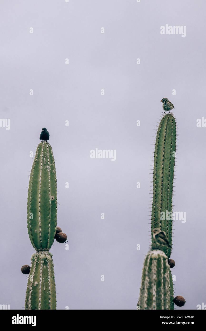 two-galapagos-finches-perched-on-tall-cacti-at-los-tuneles-isla