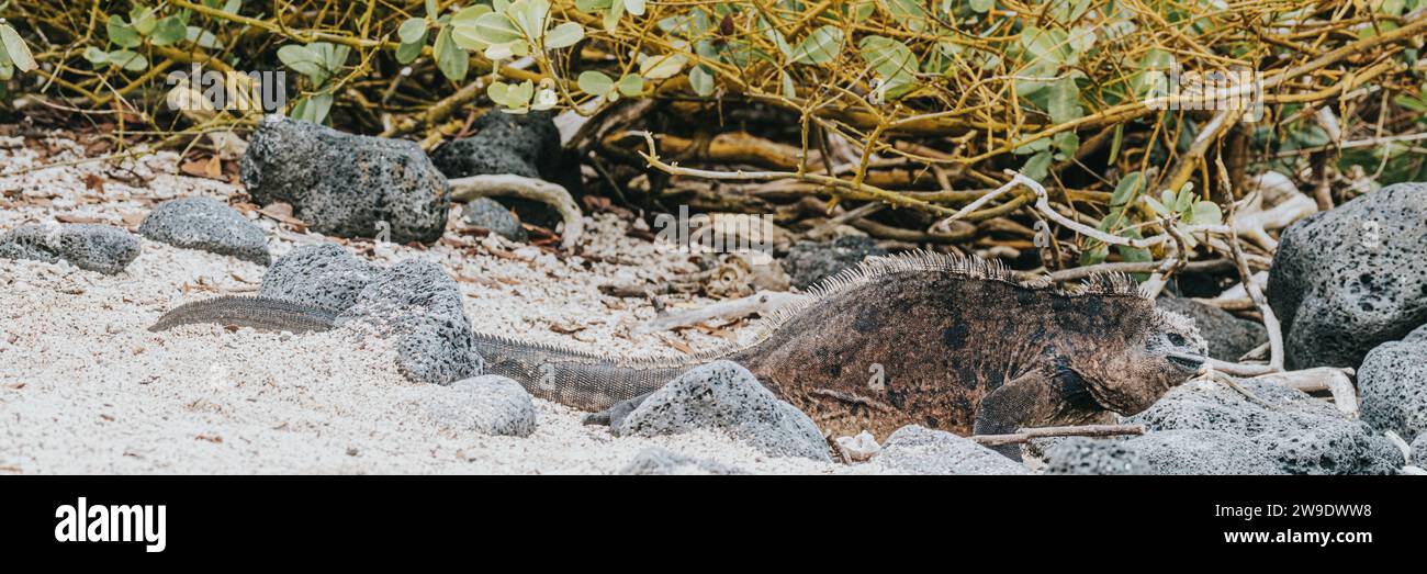 Marine Iguana in Galapagos Islands, Ecuador Stock Photo