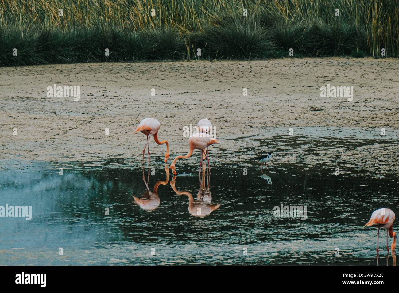 Three flamingos wading and feeding in a reflective lagoon at Isla Isabela, Galapagos, Ecuador. Stock Photo