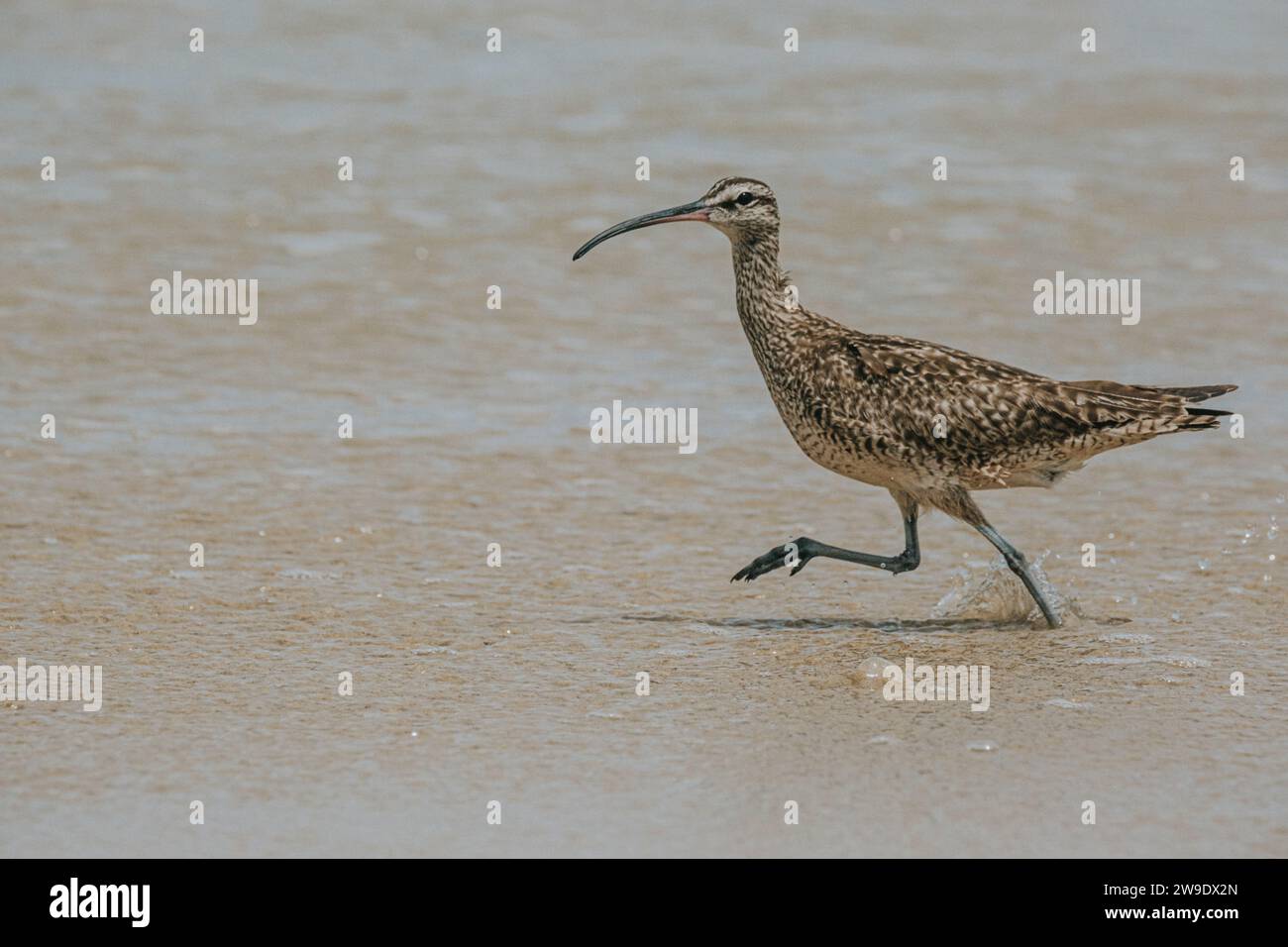 Whimbrel bird walking along the shore at Isla Isabela, Galapagos, Ecuador. Stock Photo