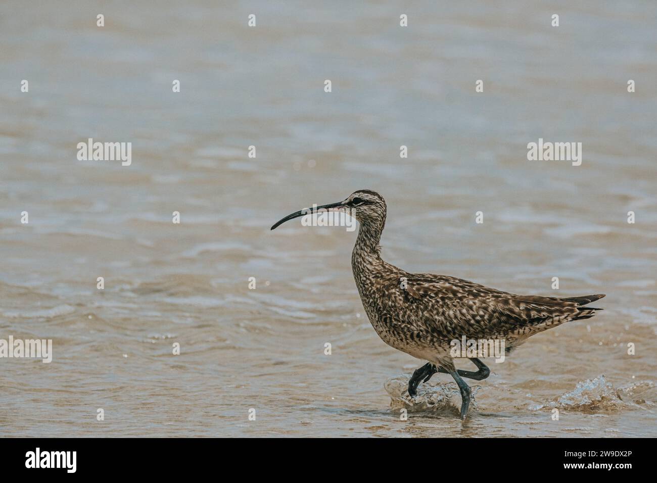 Whimbrel bird walking along the shore at Isla Isabela, Galapagos, Ecuador. Stock Photo