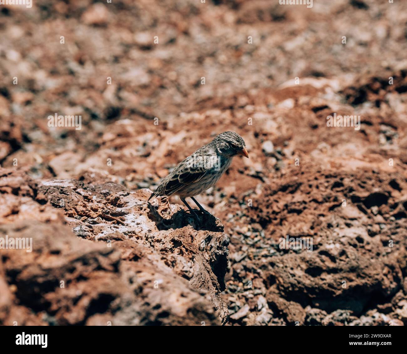 Darwin's finch perched on volcanic rock on Volcano Chico, Isla Isabela, Galapagos, Ecuador. Stock Photo