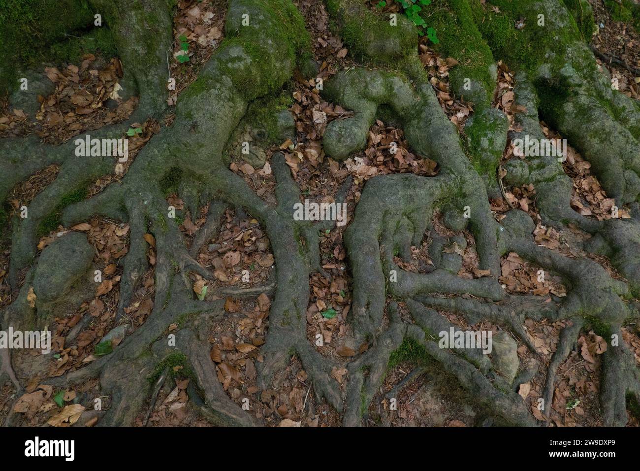 Shallow highly branched root system of an old beech Stock Photo