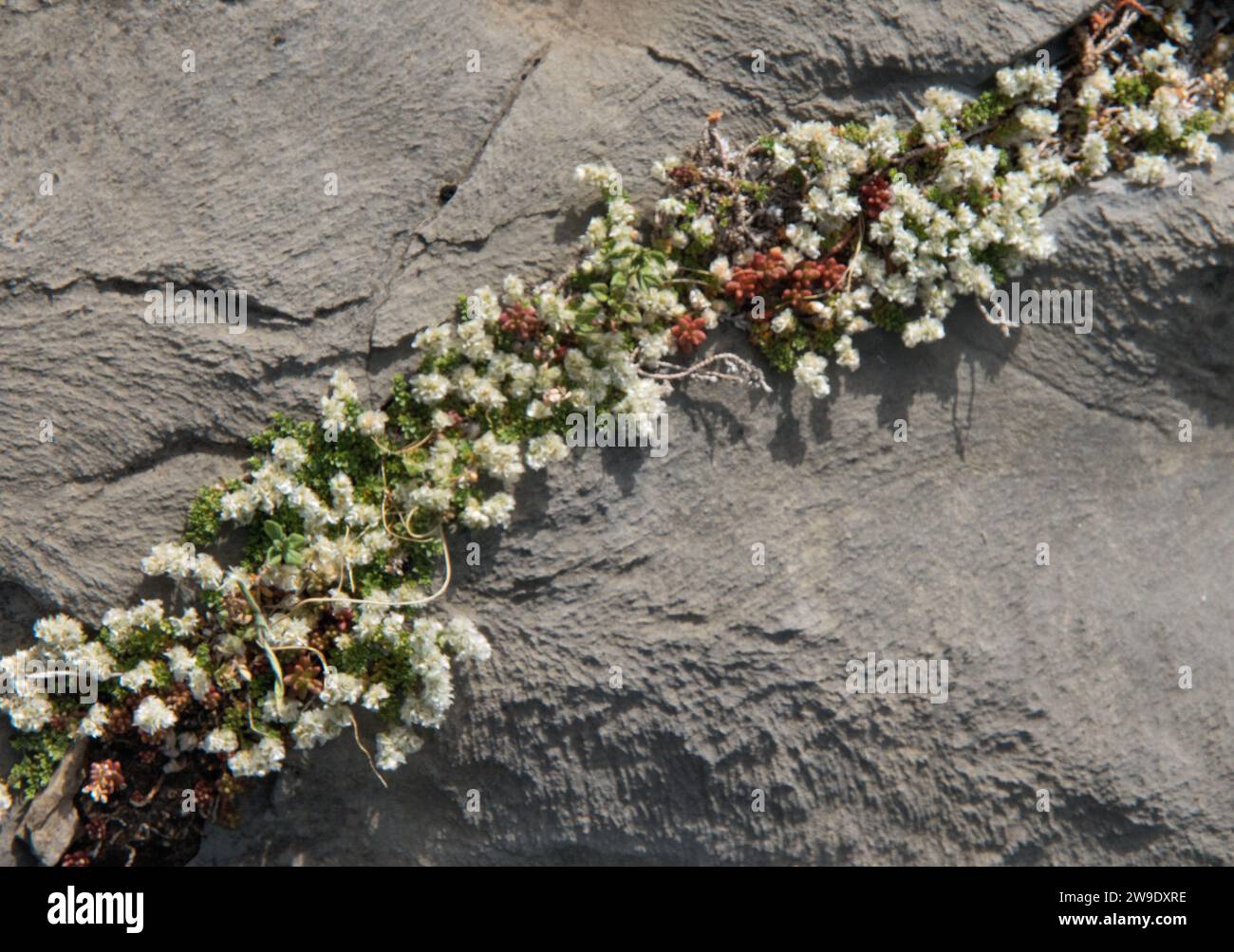 Nailwort, Paronychia kapela, small white flowers growing plant growing in a crack of a rock Stock Photo