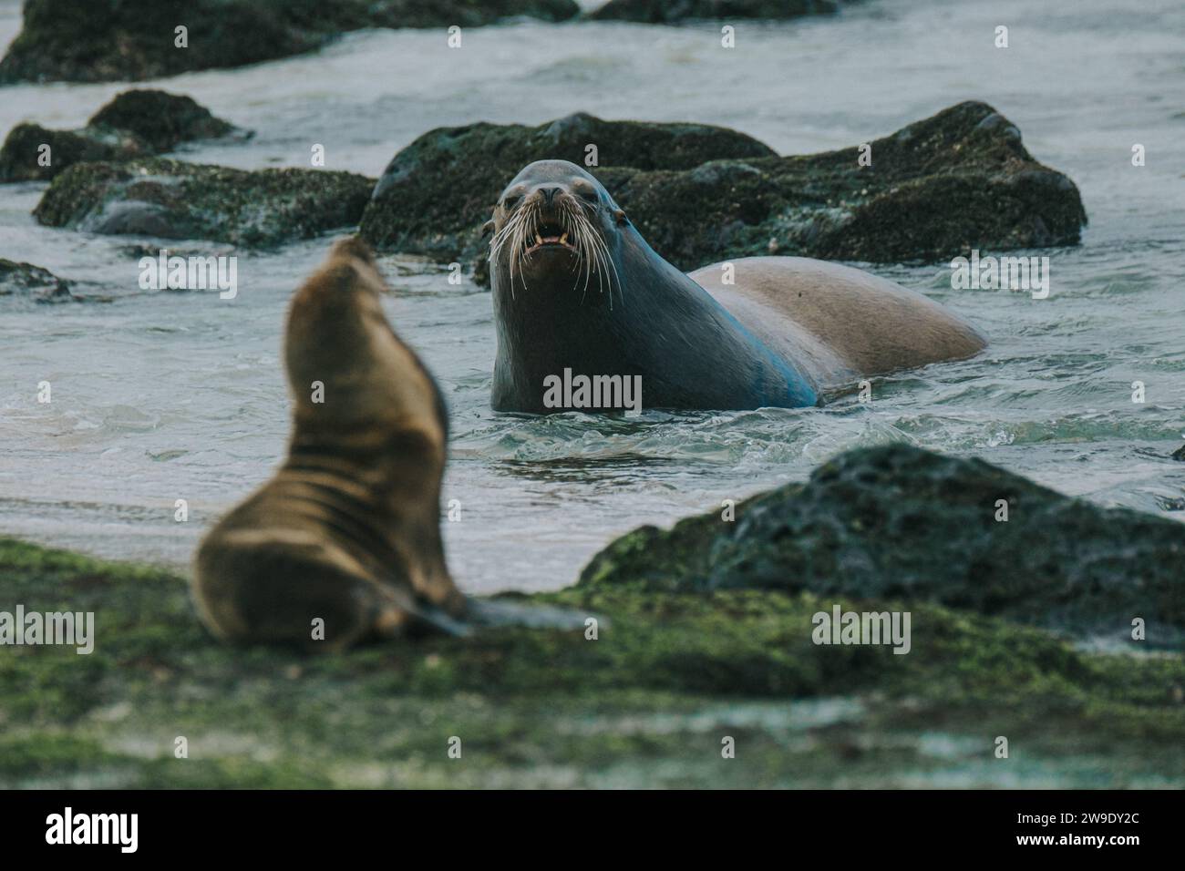 Sea Lions Interacting In The Waters Of San Cristobal Galapagos 