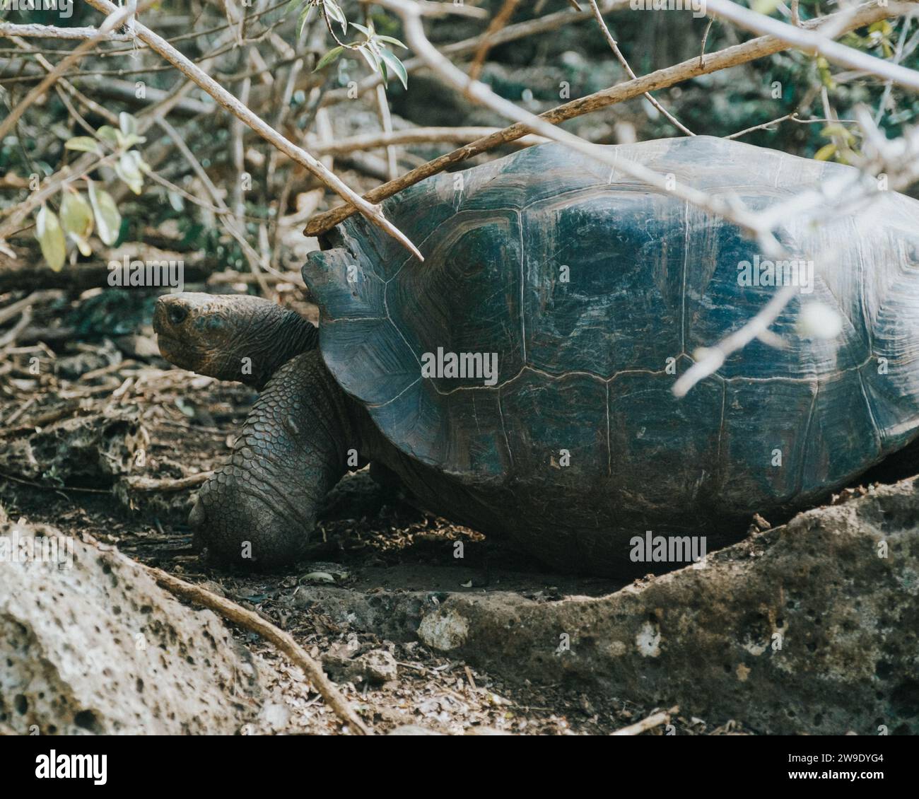 Curated Huge Tortoise Habitat Gallery View 51