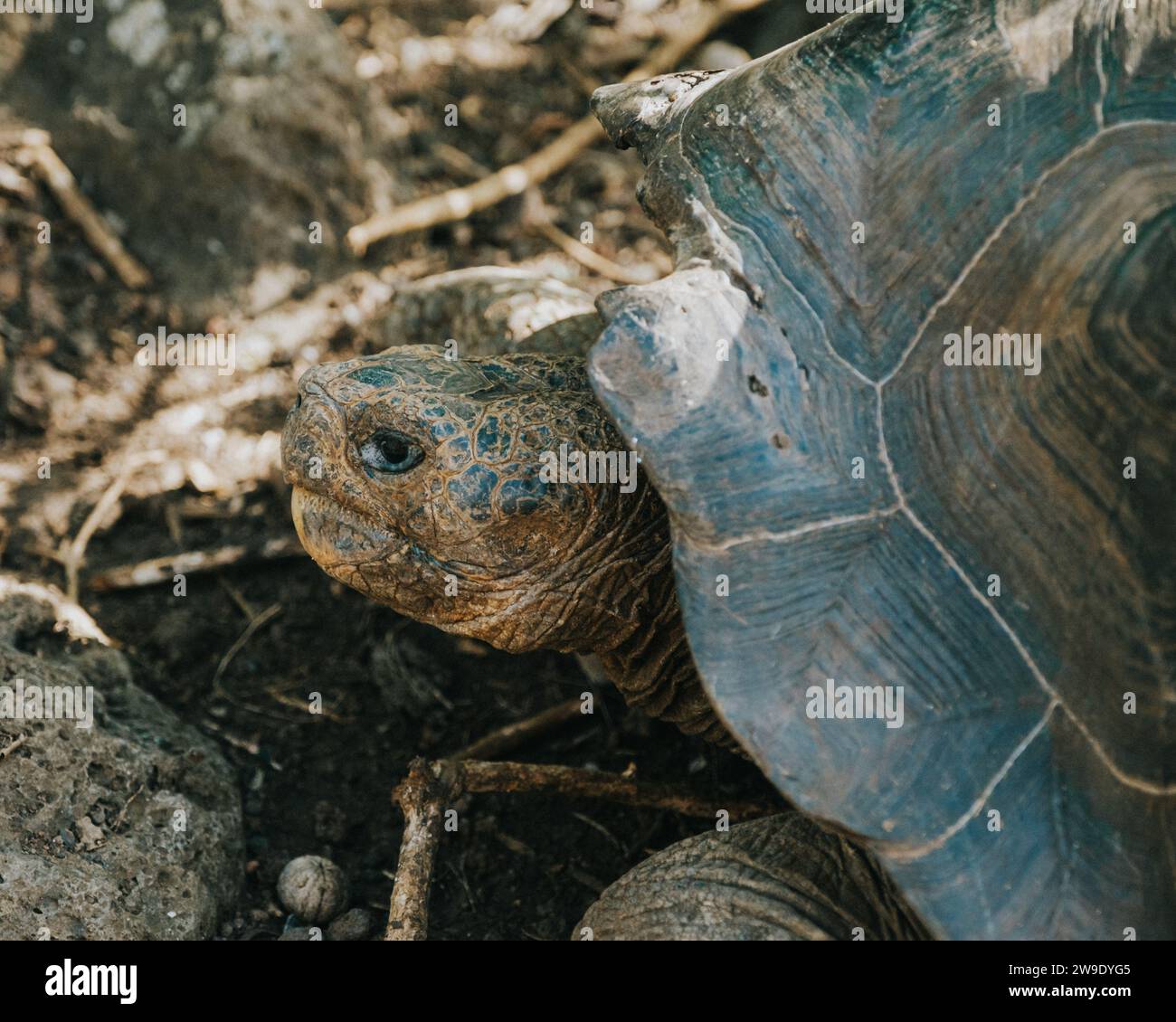 Curated visual reference: Galapagos Giant Tortoise In Its Natural Habitat On San Cristobal Photo Inspiration