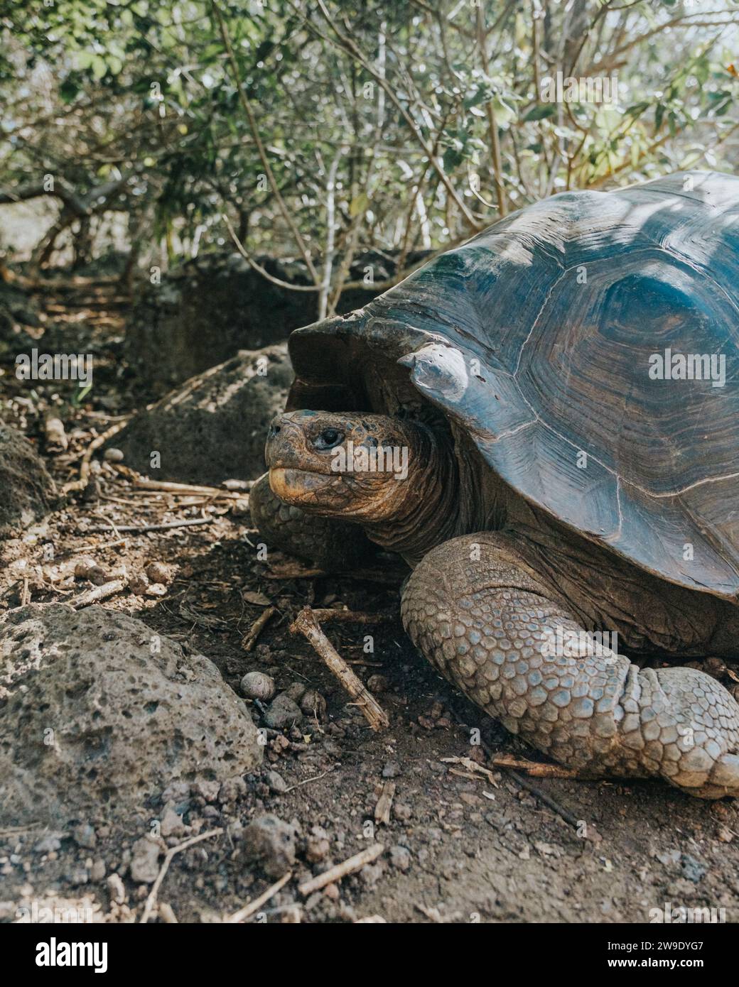 Curated visual reference: Curated Huge Tortoise Habitat Gallery View