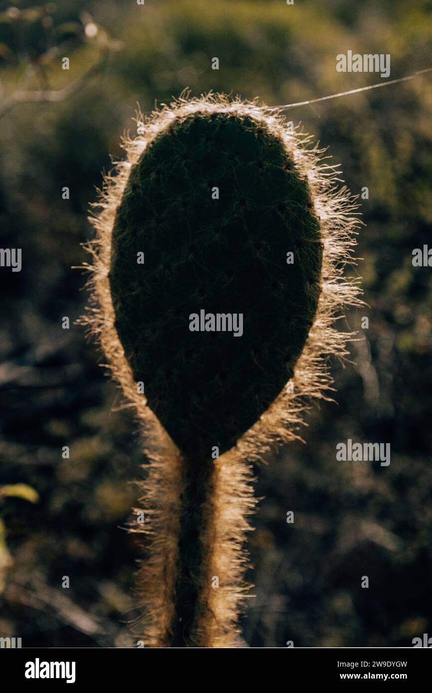 Close-up of a backlit cactus pad on San Cristobal Island, Galapagos ...