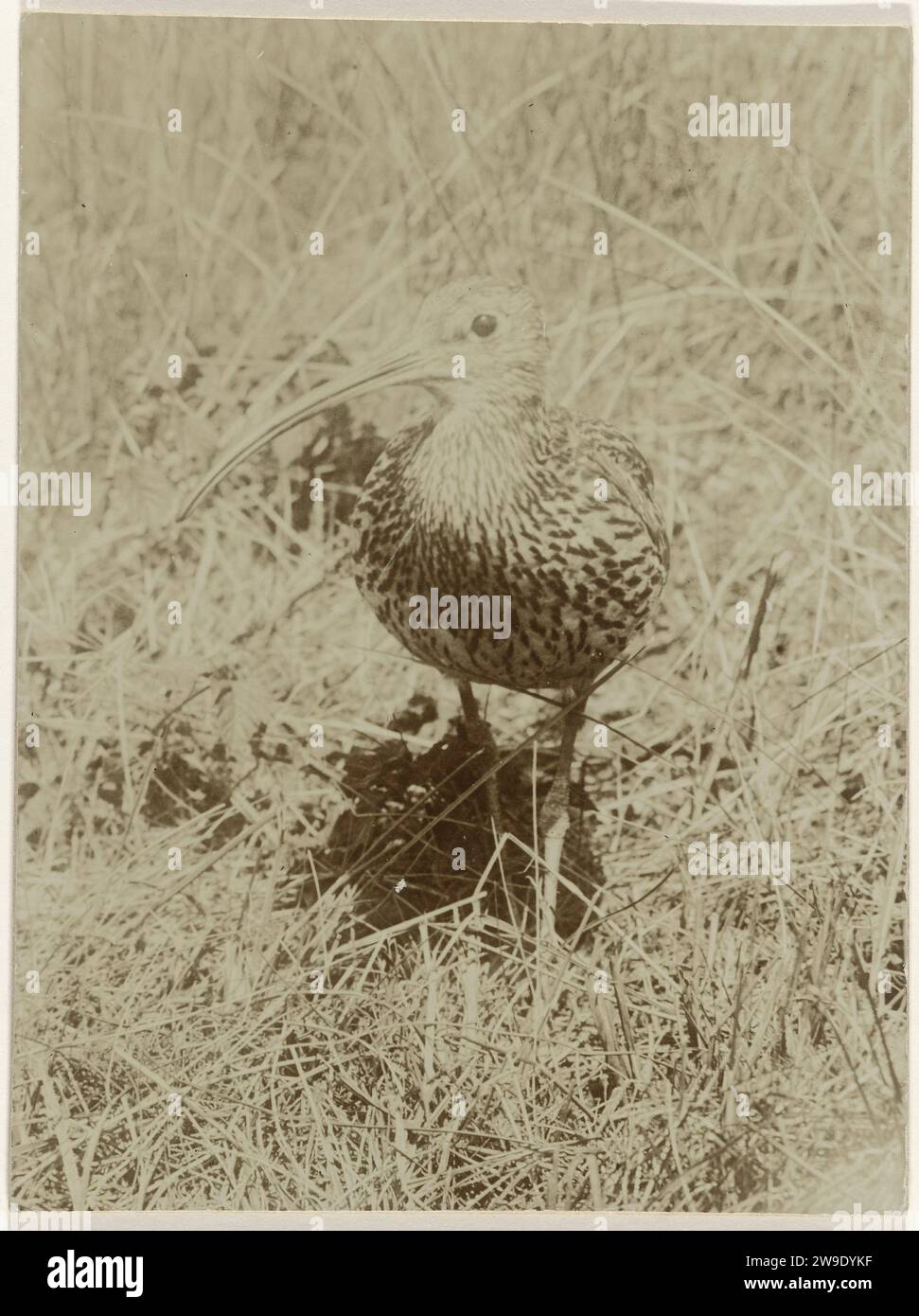 Duingras hi-res stock photography and images - Alamy