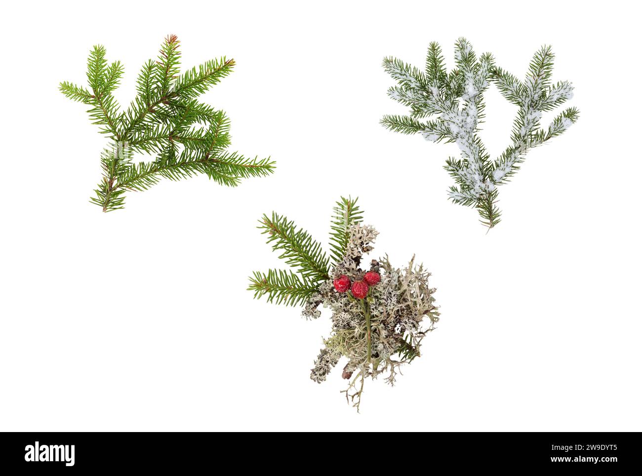 Set of various fir branches isolated on white for winter, Christmas ...