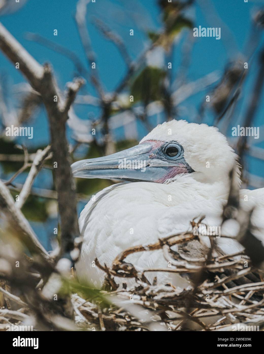 Rare white morph of red footed booby in punta pitt in Galapagos, San Cristobal Stock Photo