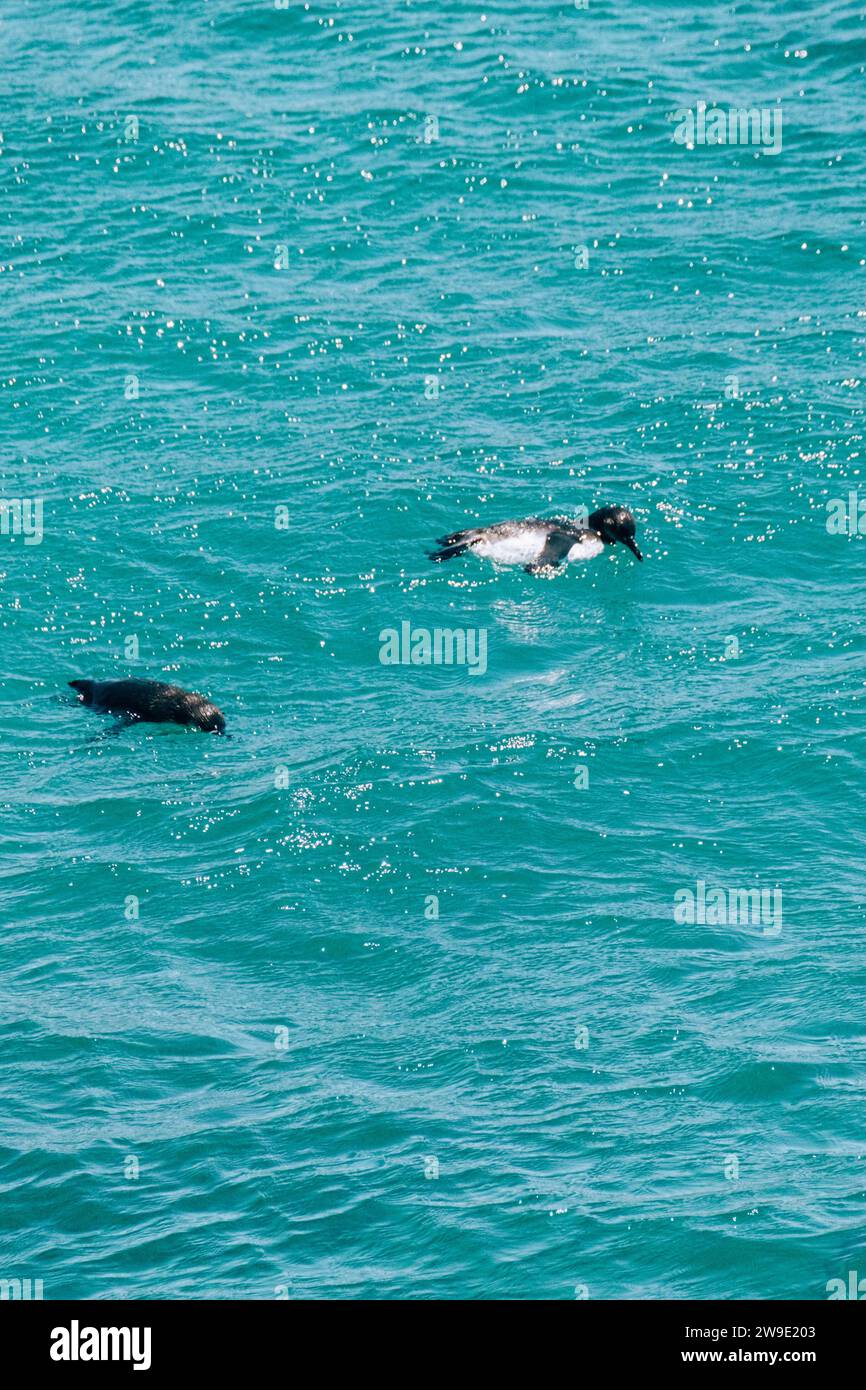 Galapagos Penguin on Bartolome Island in Galapagos Islands, Ecuador