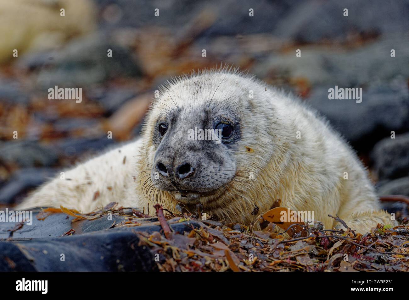 Gray Seal (Halichoerus grypus) Moulted weaned pup on pebble beach Stock Photo