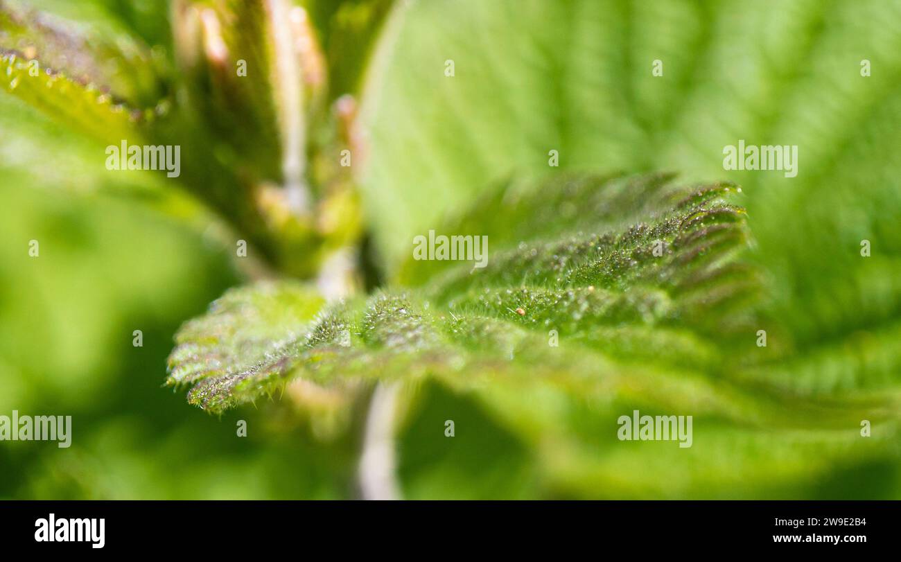 Macro close up of leaf, texture, greenery Stock Photo