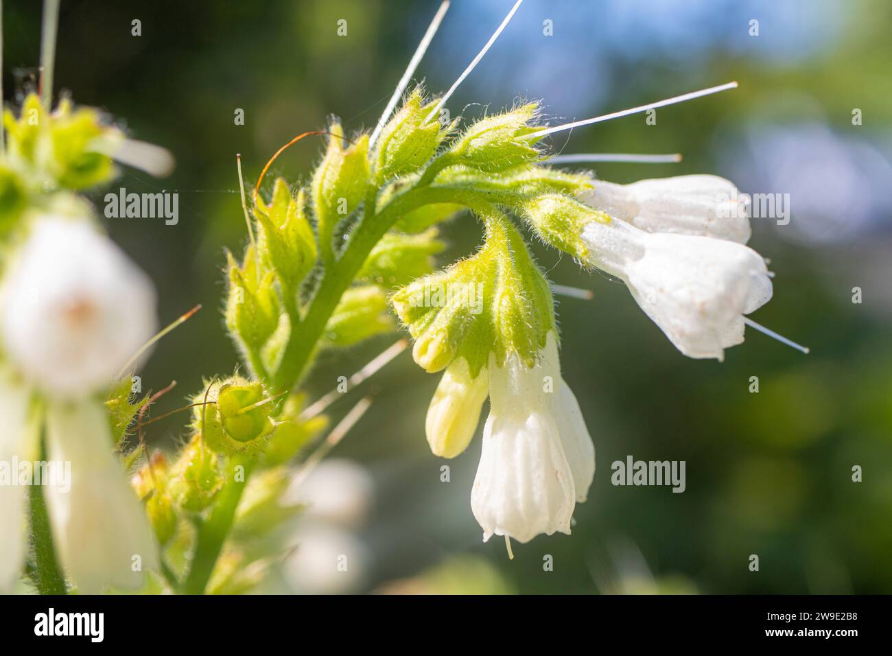 Macro close-up of a beautiful English wildflower Stock Photo