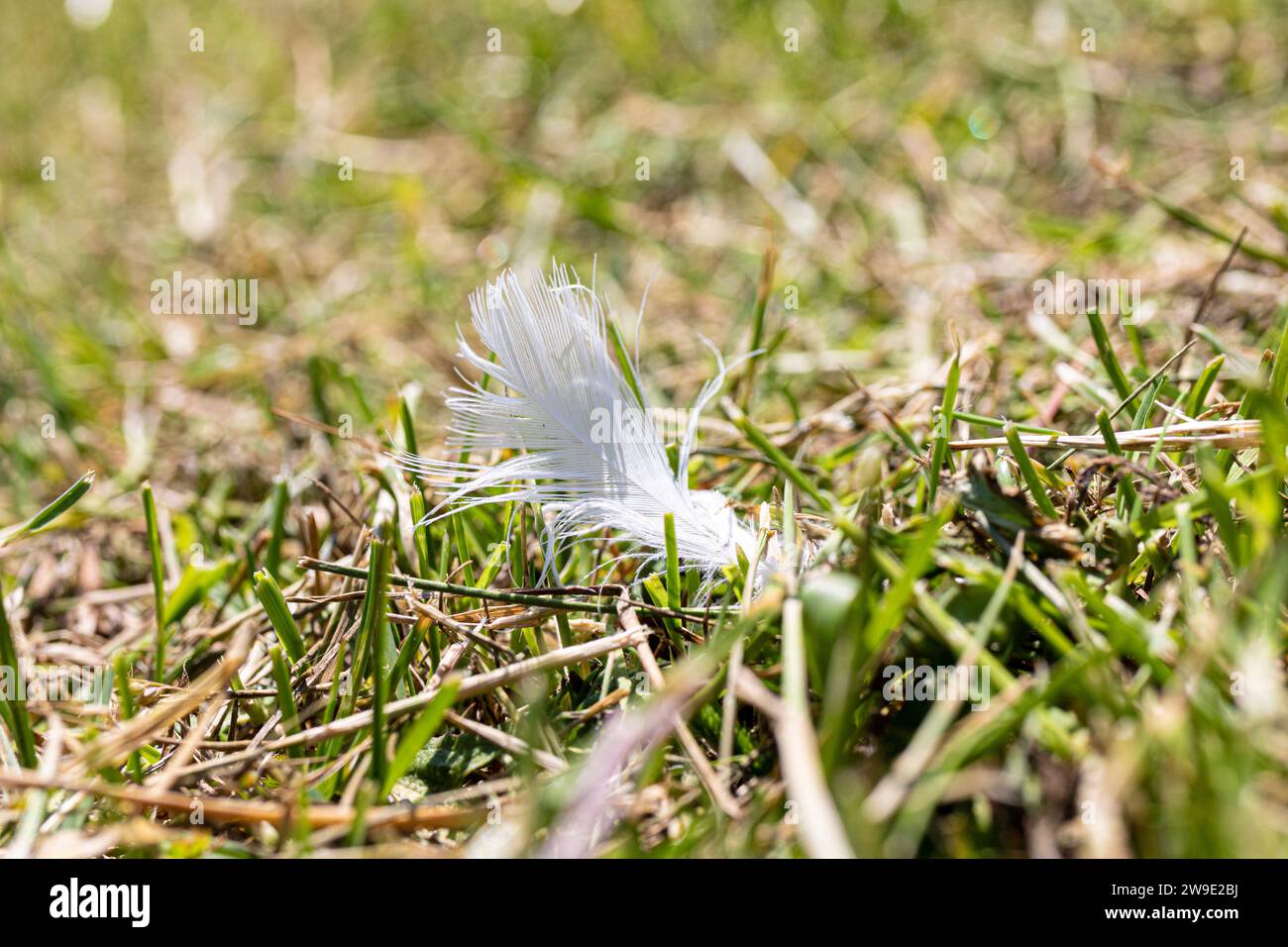 Macro shot of a wild white feather Stock Photo