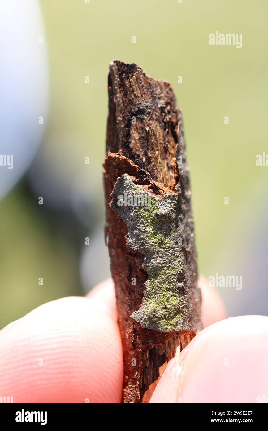 Wild wood stick stump twig stub Stock Photo