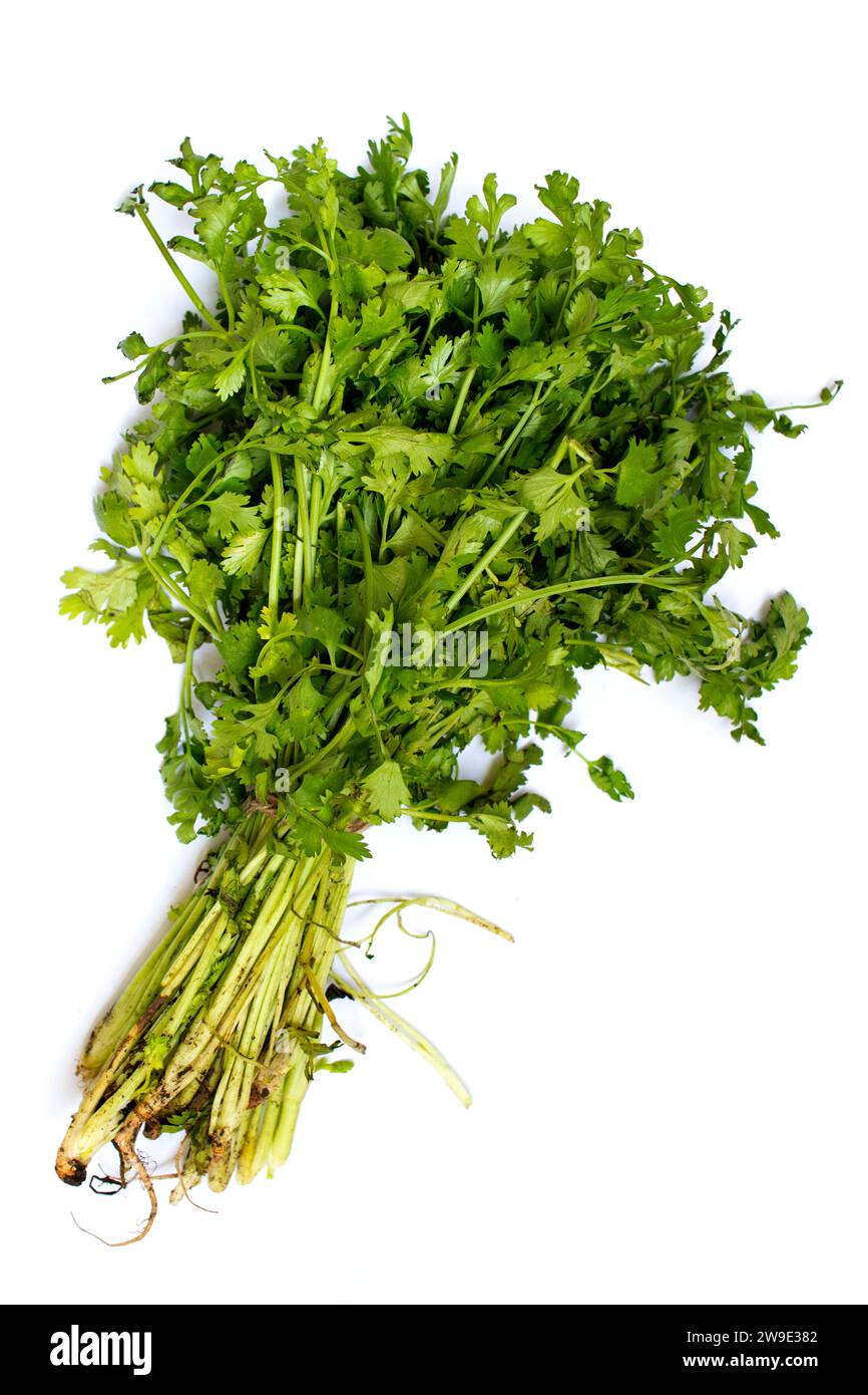 Fresh coriander with roots bunch dhania isolated white background Stock Photo Alamy