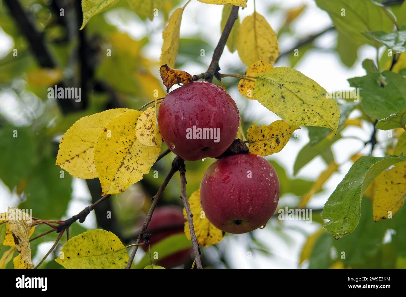 Apples hanging on a branch in the rain, in autumn Stock Photo - Alamy