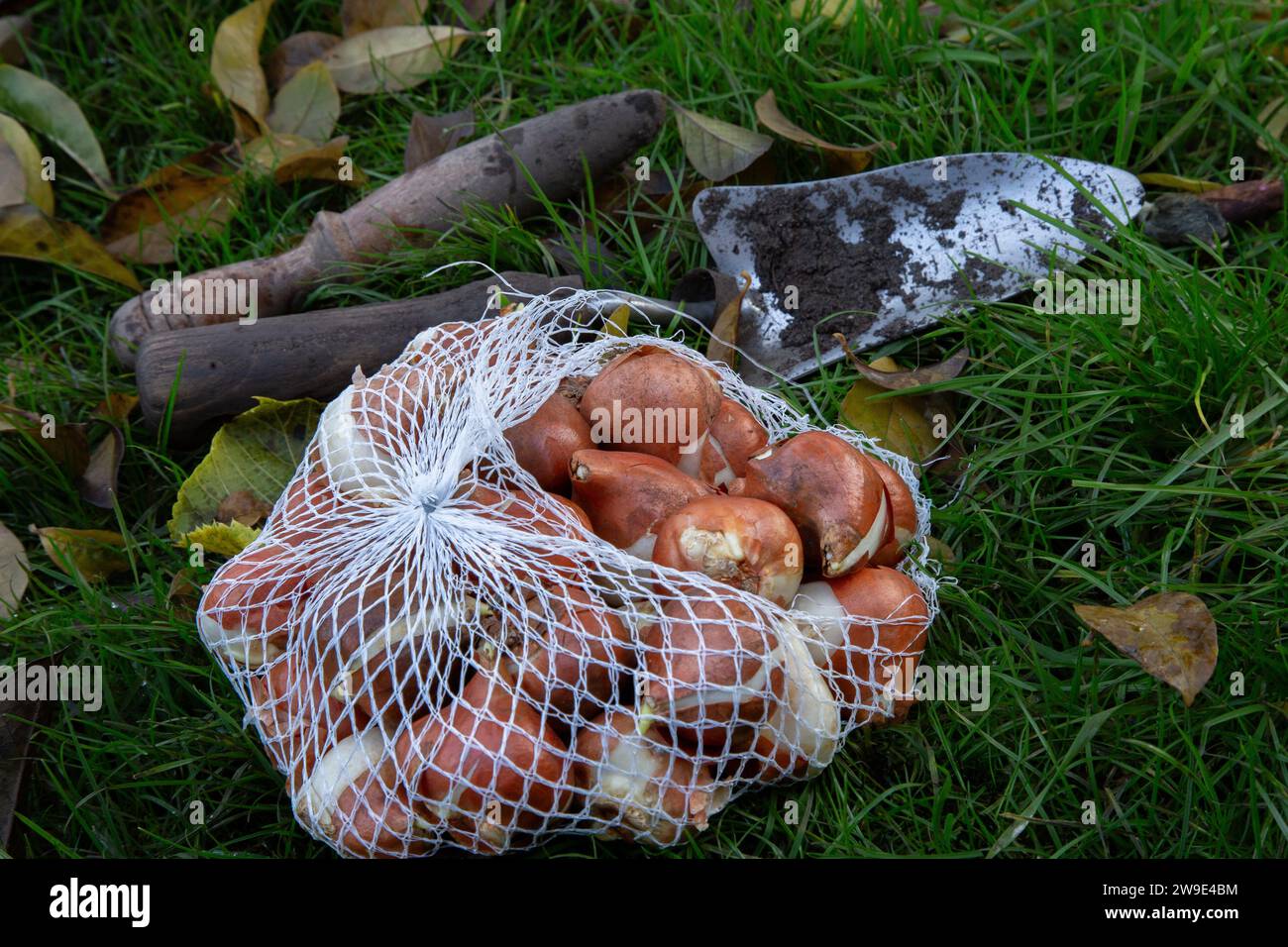 Tulip bulbs in a net bag ready for planting. Stock Photo