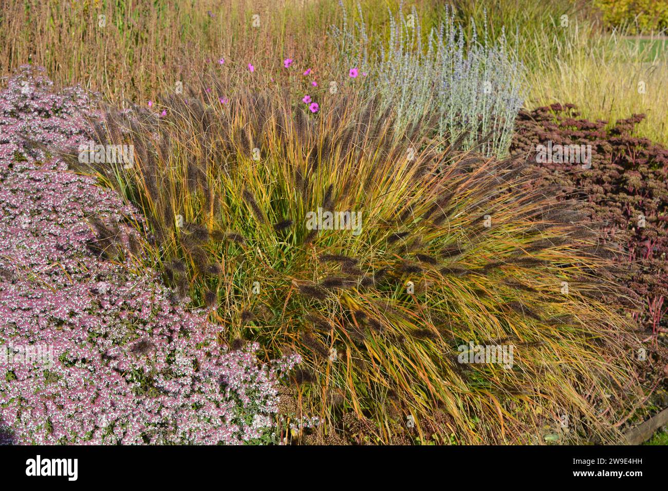 Ornamental flowering grasses in an autumn flowerbed Stock Photo