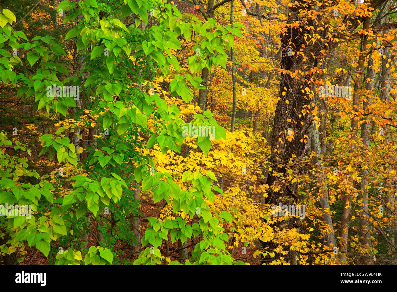 Woods in autumn with basswood, Farmington Canal Heritage Trail, Farmington, Connecticut Stock Photo