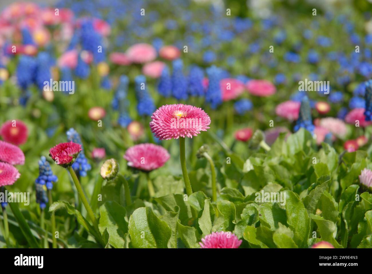 Flowerbed in Spring, selective focus on common English daisy, bellis perennis with daisies and Muscari aucheri, Blue Magic Stock Photo