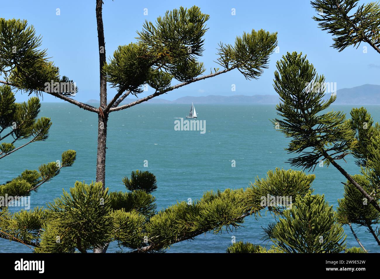 Yacht sailing off the coast of Magnetic Island, seen through branches of iconic Hoop pine, also know as araucaria cunninghamii or Dorrigo pine Stock Photo
