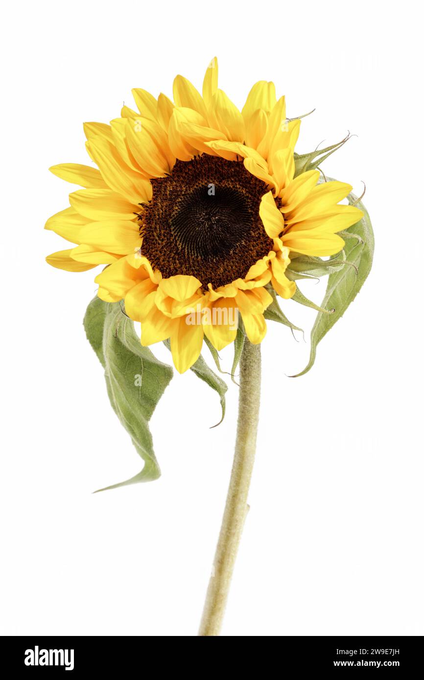 Sunflower in bloom cut out Stock Photo Alamy