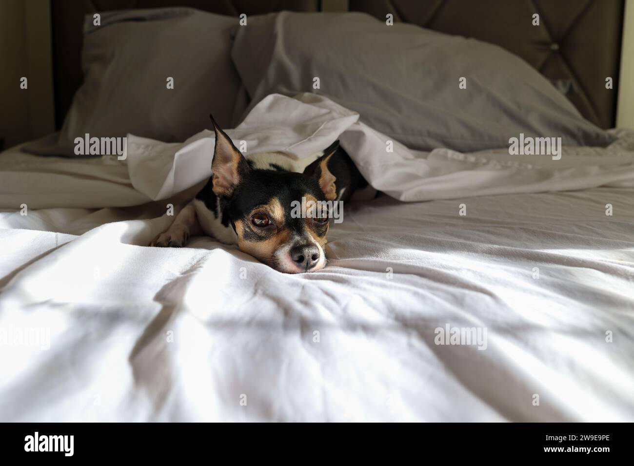 A cute puppy sleeping in a bed Stock Photo Alamy