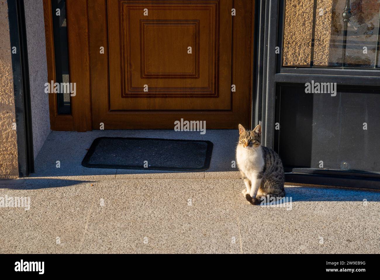 Tabby and white cat sitting by a door Stock Photo